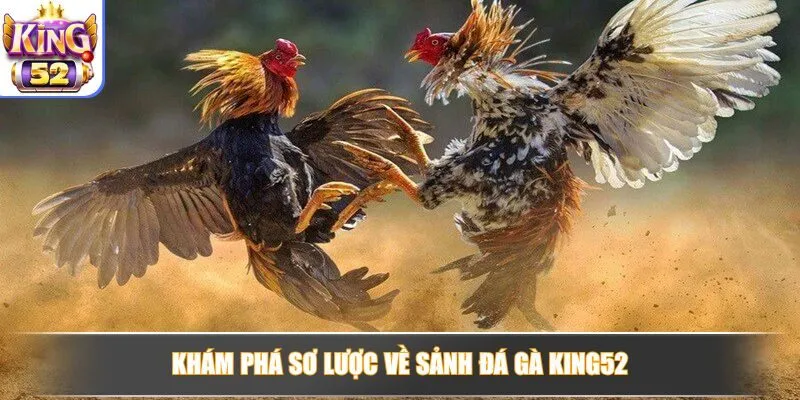 Khám phá tổng quan về sảnh đá gà hấp dẫn tại King52